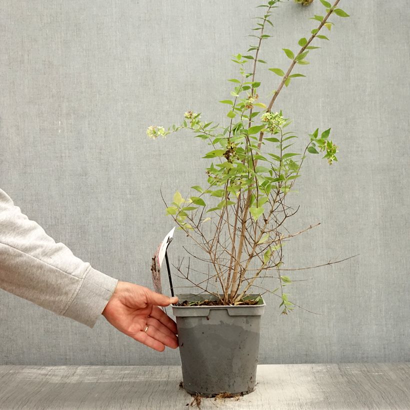 Esimerkki syksyllä toimitetusta Abelia chinensis Raspberry Profusion 3 litran/4 litran ruukku-taimesta