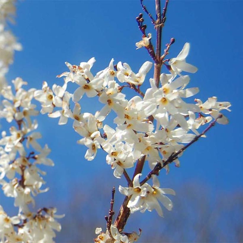 Vitipensas - Abeliophyllum distichum (Kukinta)