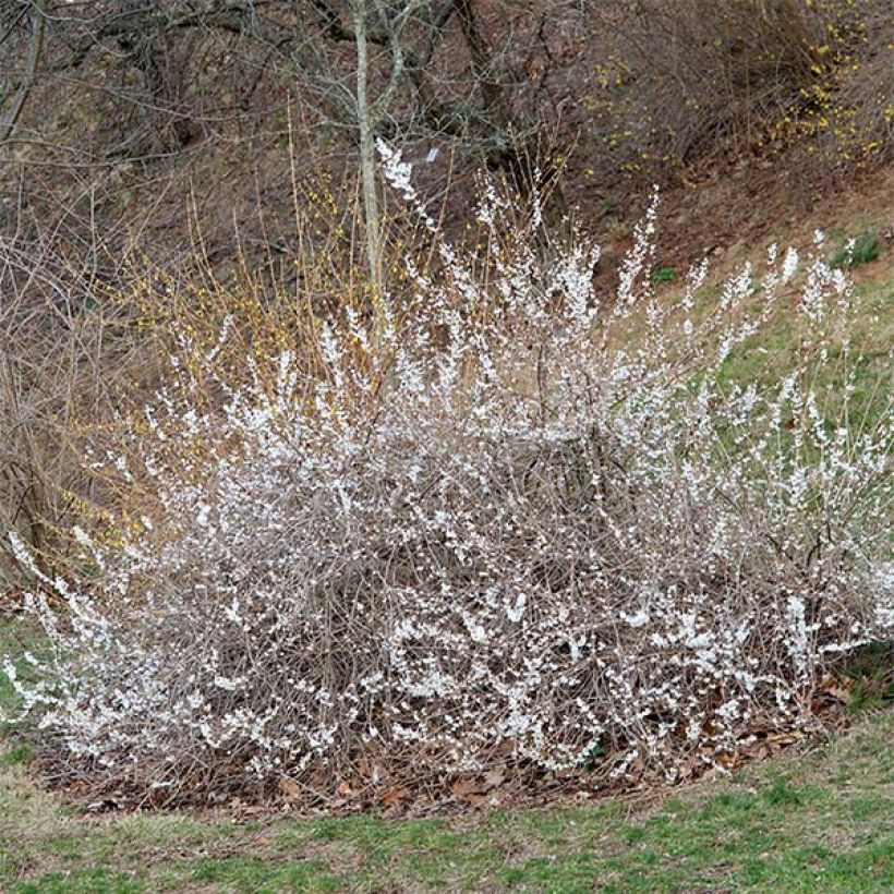 Vitipensas - Abeliophyllum distichum (Kasvutapa)