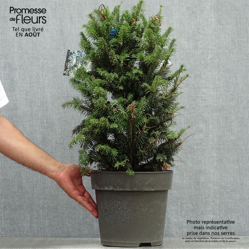 Esimerkki kesällä toimitetusta Saksanpihta Pyramidalis Pot de 7,5L/10L-taimesta