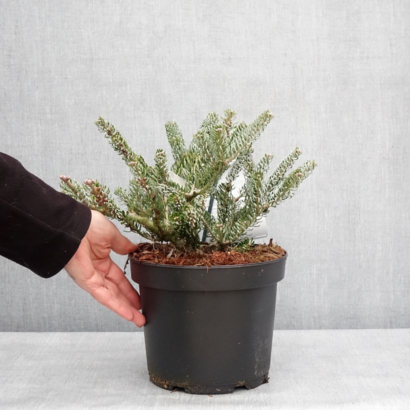 Esimerkki talvella toimitetusta Abies koreana Silberlocke - Sapin de Corée Pot de 4L/5L-taimesta