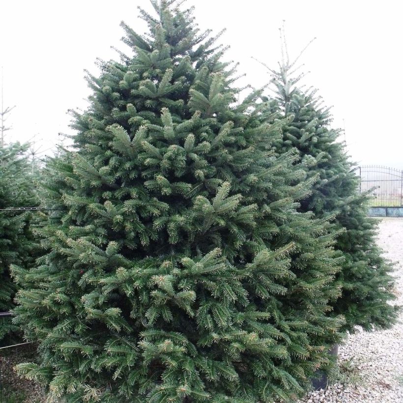 Nordmanninpihta - Abies nordmanniana (Kasvutapa)
