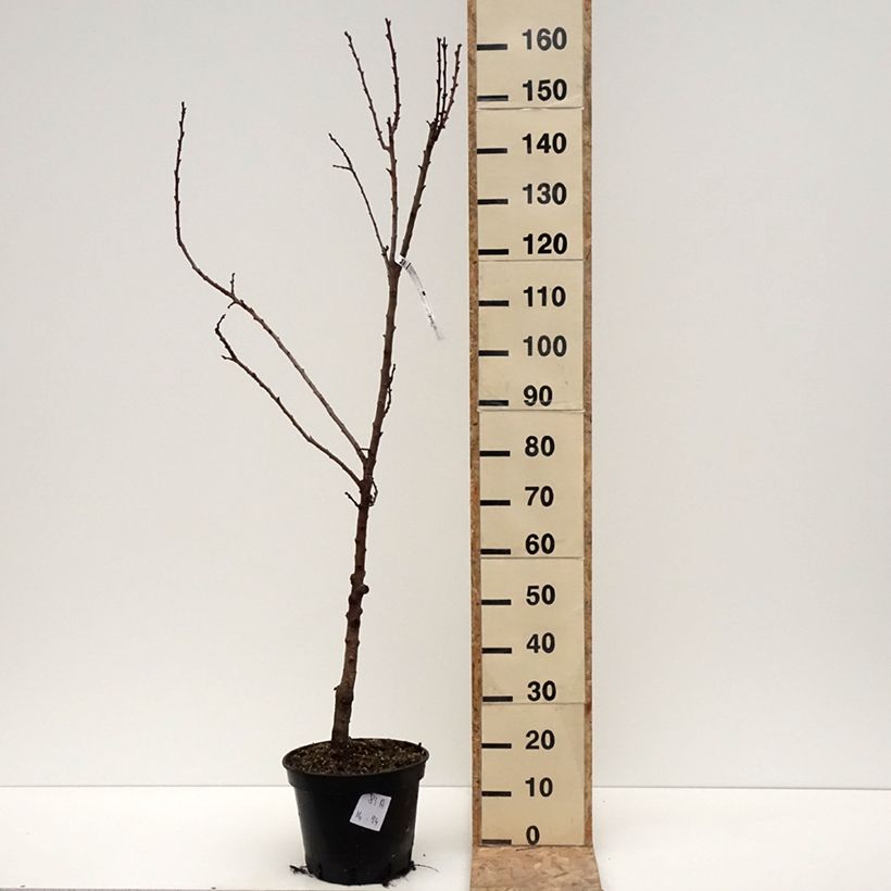 Esimerkki talvella toimitetusta Abricotier Bergeval Pot de 7,5L/10L, Gobelet-taimesta