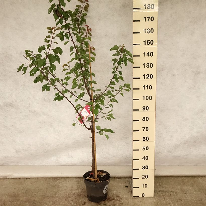 Esimerkki kesällä toimitetusta Abricotier Hargrand Pot de 7,5L/10L, Gobelet-taimesta