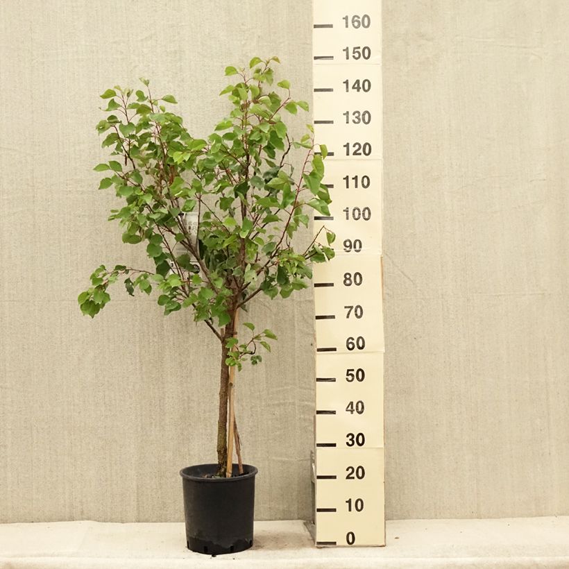 Esimerkki kesällä toimitetusta Abricotier Luizet  Pot de 7,5L/10L, Gobelet-taimesta