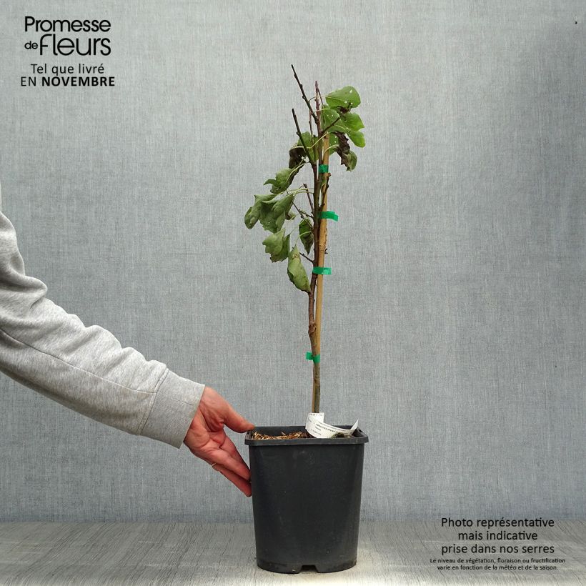 Esimerkki syksyllä toimitetusta Aprikoosi Fruit Me Apricot Me Pending 4 litran/5 litran ruukku, Kääpiö-taimesta