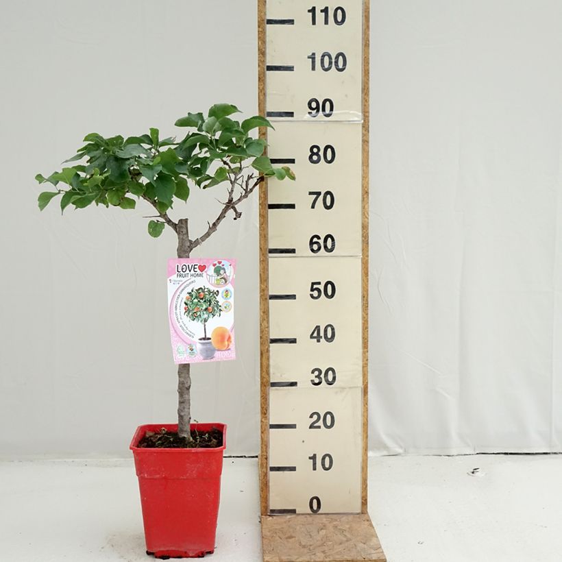 Esimerkki kesällä toimitetusta Aprikoosi Garden Aprigold 6 litran/7 litran ruukku, 1/4 runko-taimesta