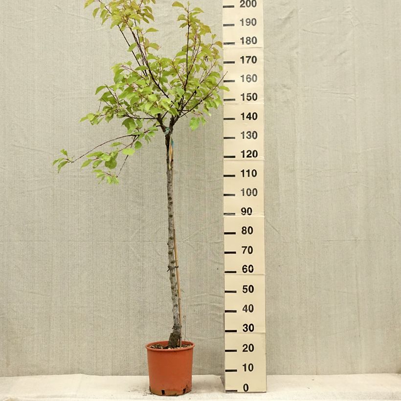 Esimerkki kesällä toimitetusta Abricotier - Prunus armeniaca Bulida Pot de 7,5L/10L, Demi-Tige-taimesta