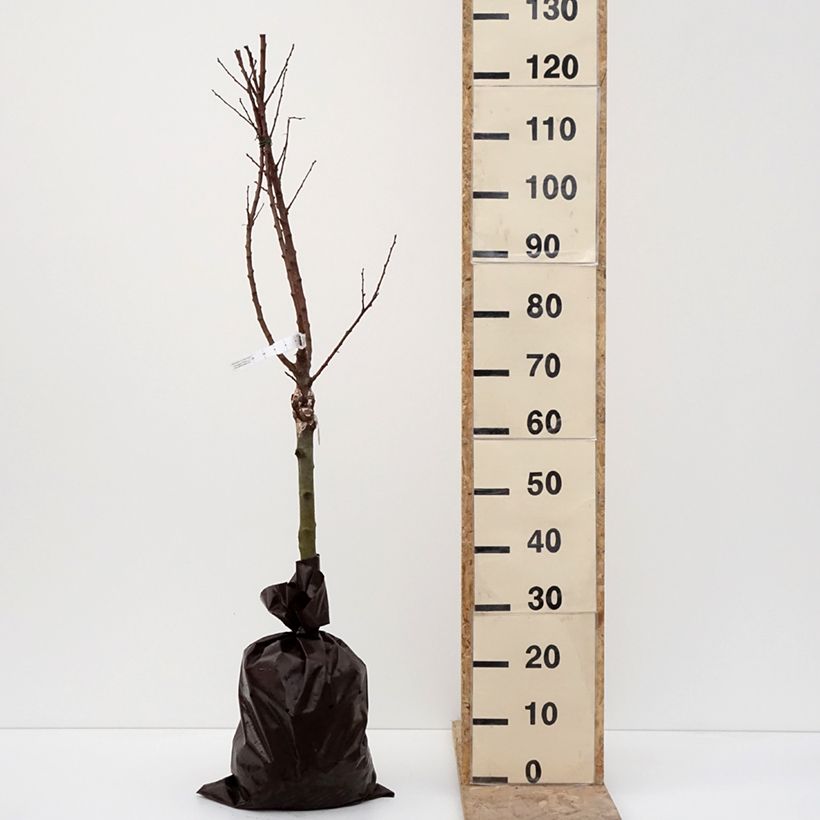 Esimerkki talvella toimitetusta Abricotier - Prunus armeniaca Compacta Motte "Prêt-à-planter", 1/4 de tige-taimesta