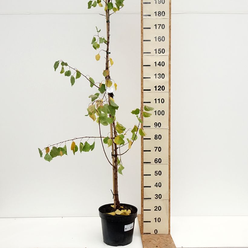 Esimerkki syksyllä toimitetusta Aprikoosi Harcot 12 litran/15 litran ruukku, Maljamainen-taimesta