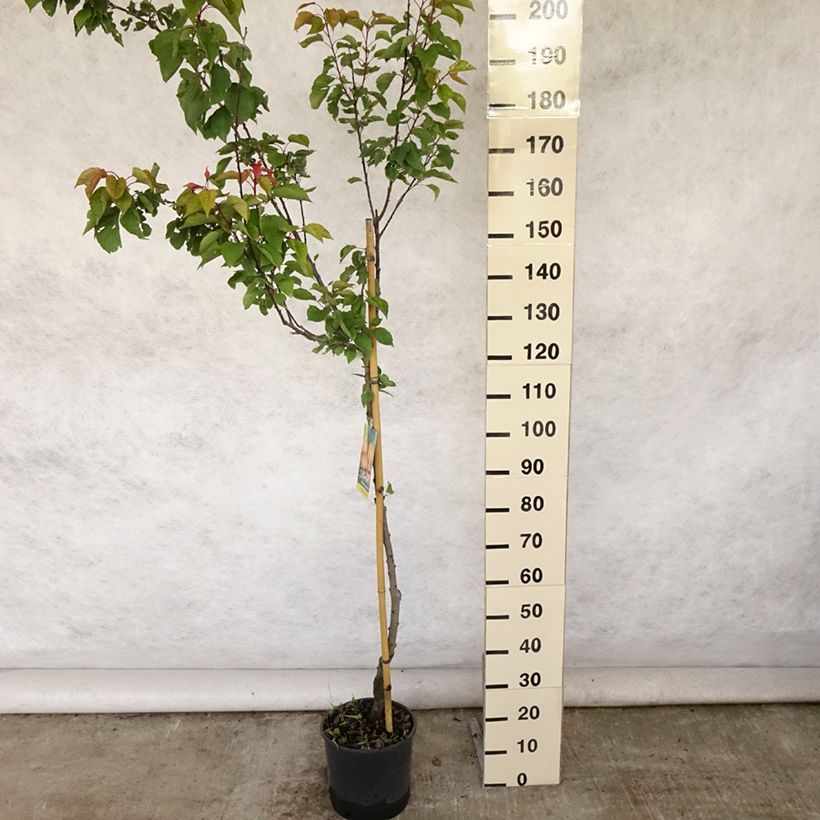 Esimerkki kesällä toimitetusta Abricotier - Prunus armeniaca Peche de Nancy Pot de 7,5L/10L, Demi-Tige-taimesta