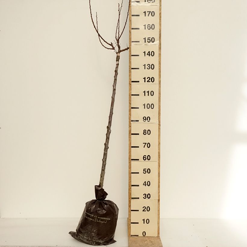 Esimerkki keväällä toimitetusta Abricotier Rouge Tardif Delbard - Georges Delbard Motte "Prêt-à-planter", Demi-Tige-taimesta