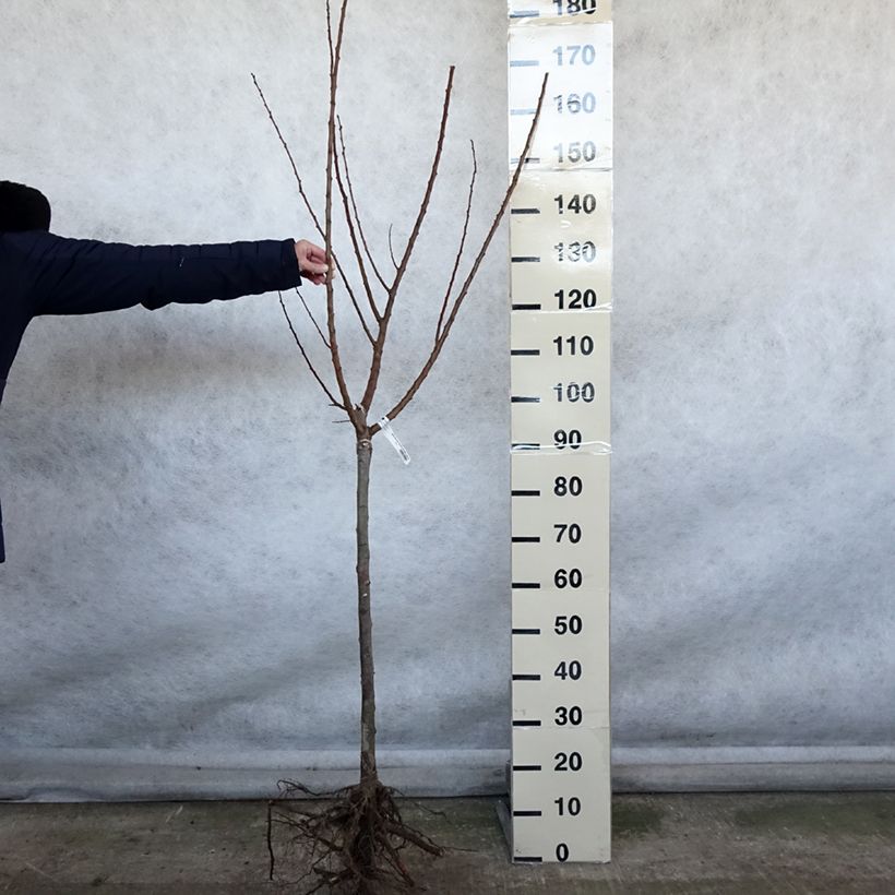 Esimerkki talvella toimitetusta Abricotier Rustique Des Pyrénées - Georges Delbard Grandes Racines nues, Gobelet-taimesta