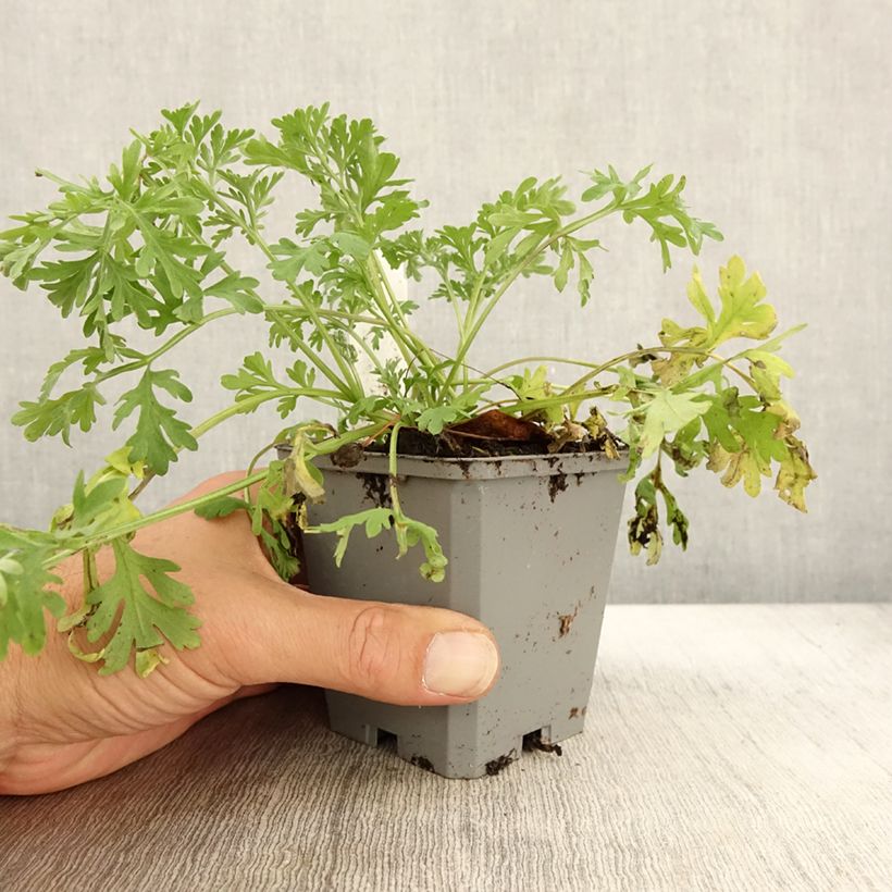 Esimerkki syksyllä toimitetusta Absinthe - Artemisia absinthium BIO Godet de 7/8 cm-taimesta