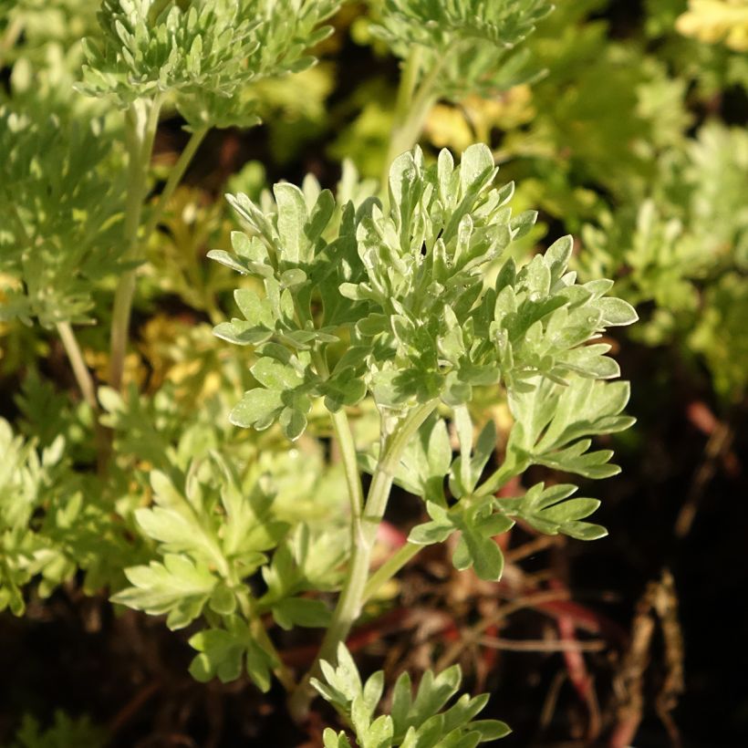 Mali luomu - Artemisia absinthium (Lehvistö)