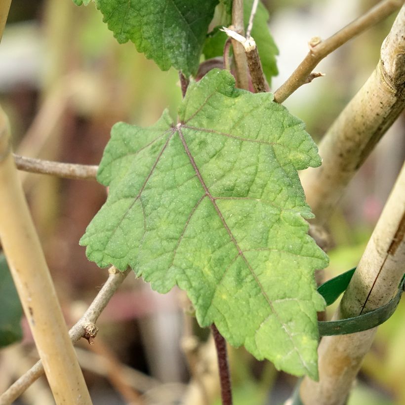 Vaahtera-aulio Ines (Foliage)