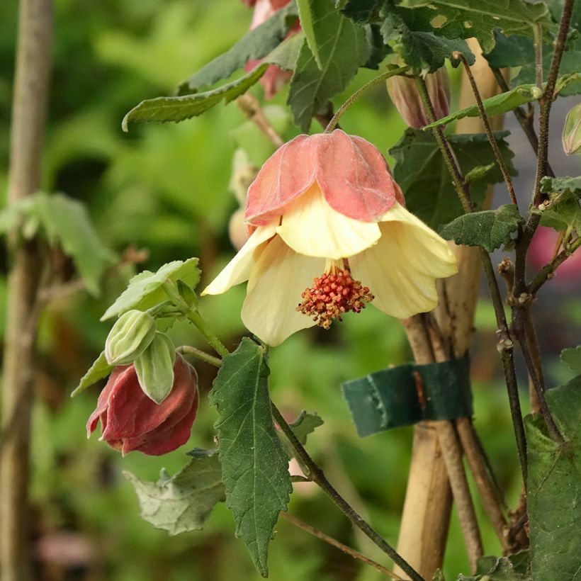 Vaahtera-aulio Ines (Flowering)
