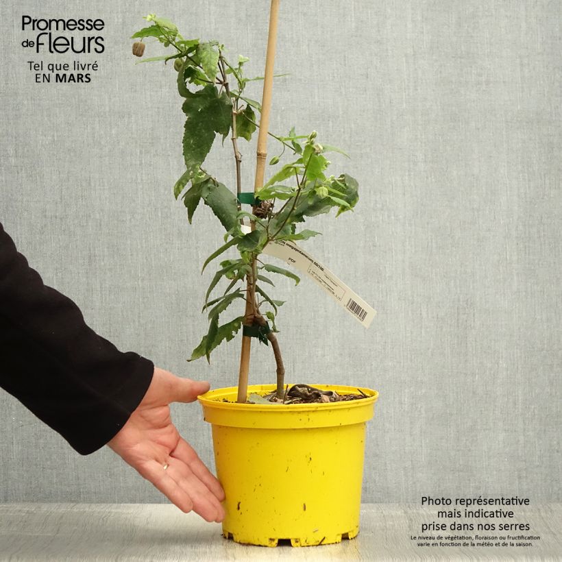Example of Vaahtera-aulio Ines Pot de 3L/4L as you get in printemps