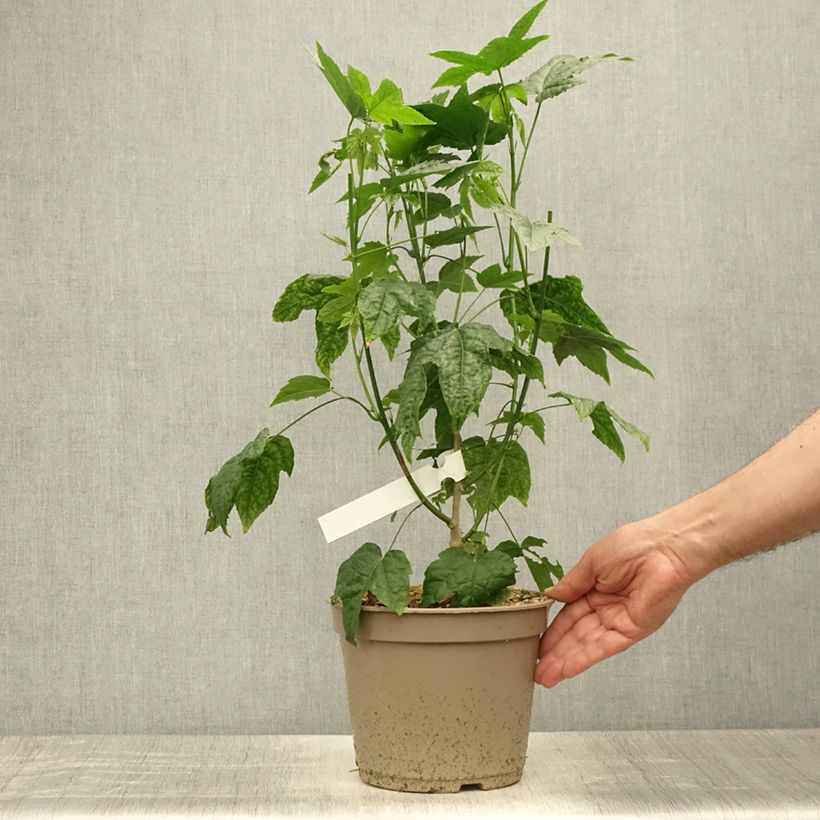 Esimerkki kesällä toimitetusta Kirjoaulio Redvein Ruukku 3L / 4L-taimesta