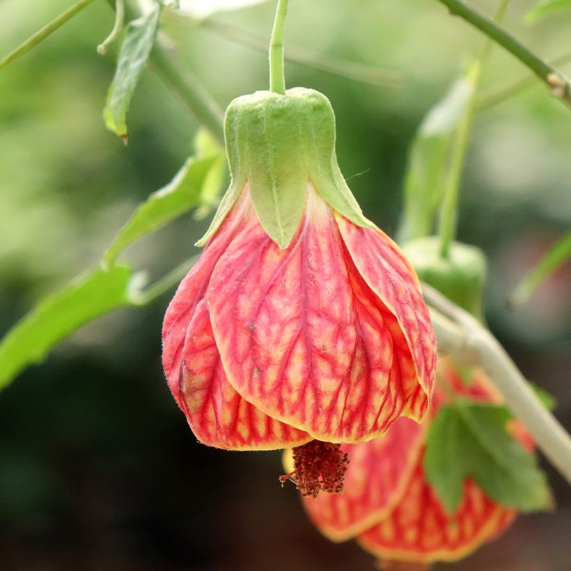 Kirjoaulio Redvein (Kukinta)