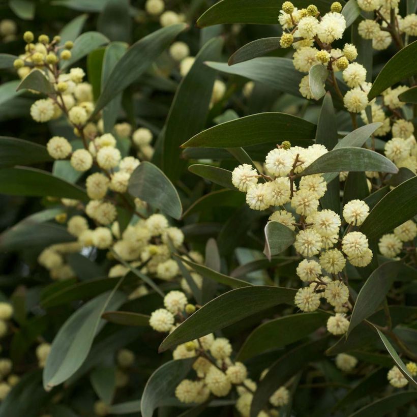 Mustapuuakaasia - Acacia melanoxylon (Kukinta)