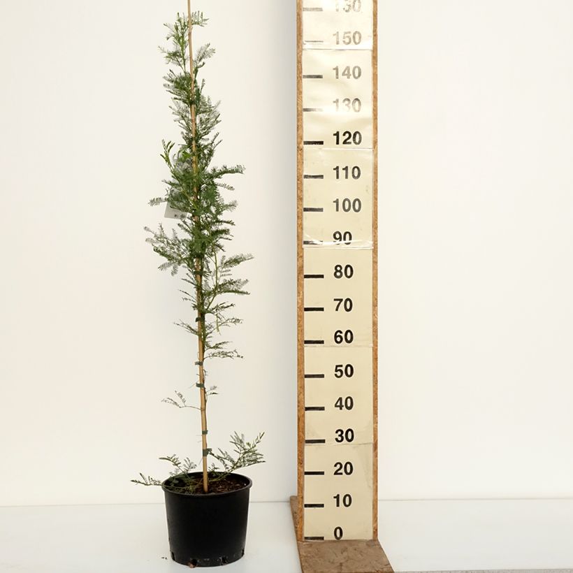 Esimerkki talvella toimitetusta Kulta-akaasia - Acacia baileyana 7,5 litran / 10 litran ruukku-taimesta