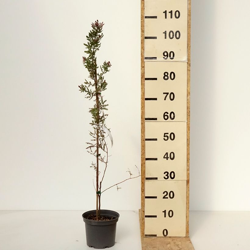 Esimerkki keväällä toimitetusta Kulta-akaasia Purpurea Pot de 3L/4L-taimesta