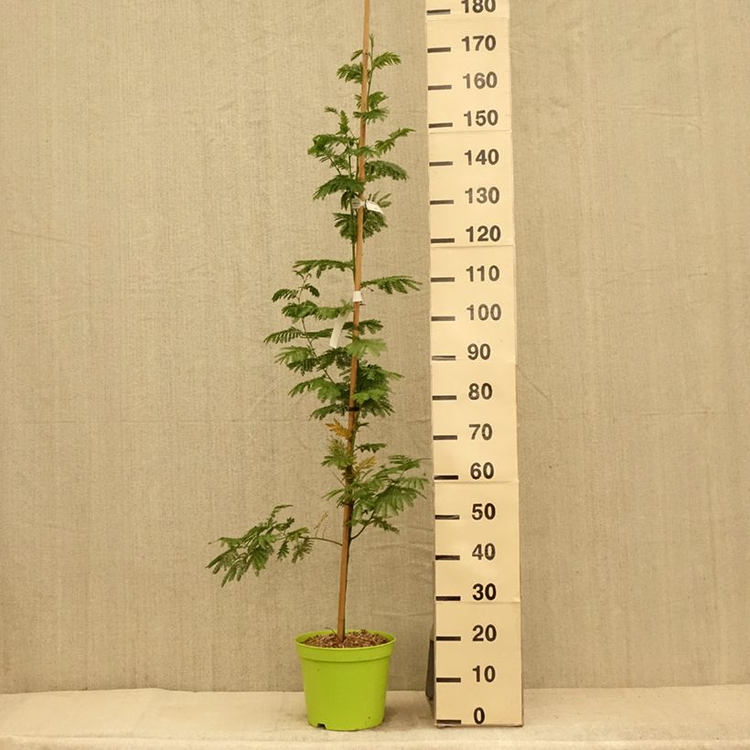 Esimerkki kesällä toimitetusta Hopea-akaasia Gaulois Astier Ruukku 7,5L / 10L, Baliveau-taimesta