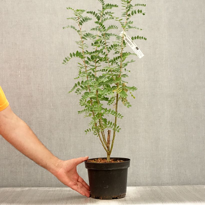 Esimerkki kesällä toimitetusta Siperianhernepensas - Caragana arborescens Ruukku 2L / 3L-taimesta