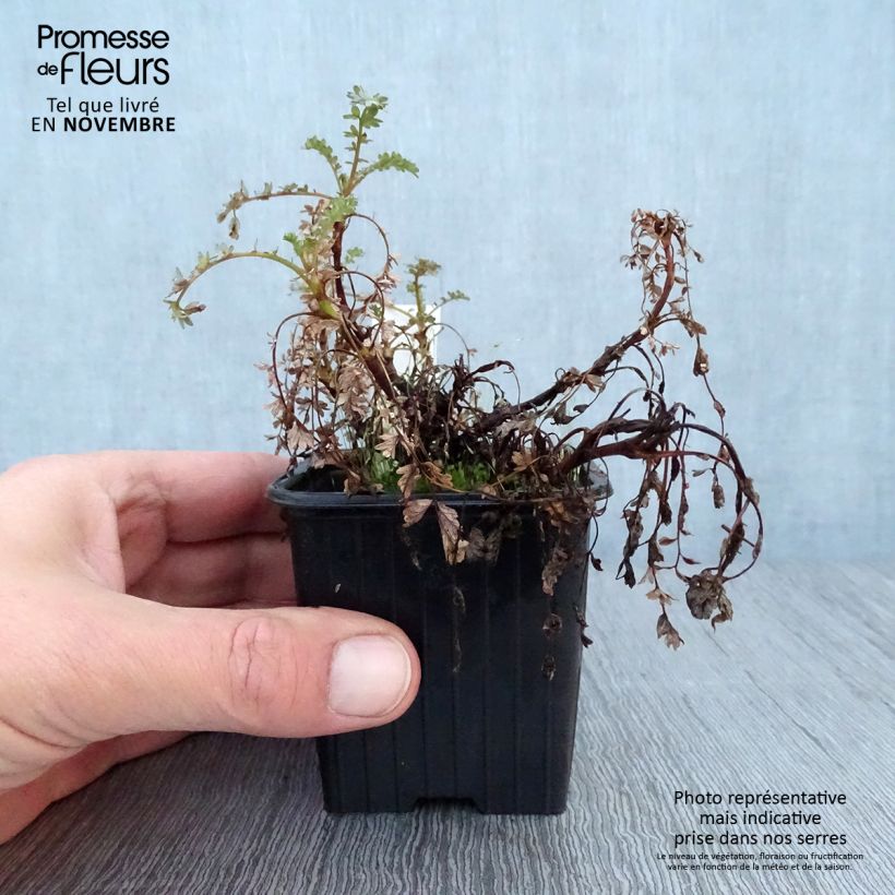 Esimerkki syksyllä toimitetusta Maorinakeena Blue Haze 8/9 cm taimiruukku-taimesta