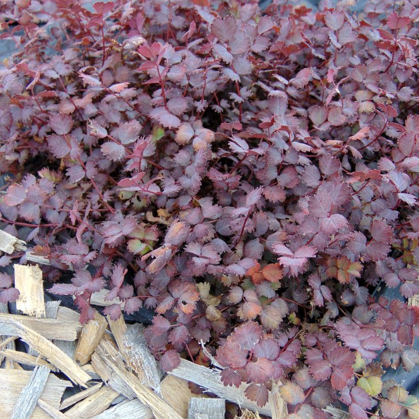Akeena Purpurea (Lehvistö)