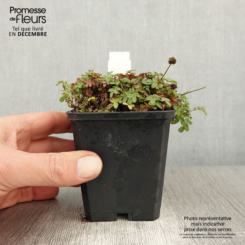 Esimerkki syksyllä toimitetusta Tulimaanakeena - Acaena magellanica 8/9 cm taimiruukku-taimesta