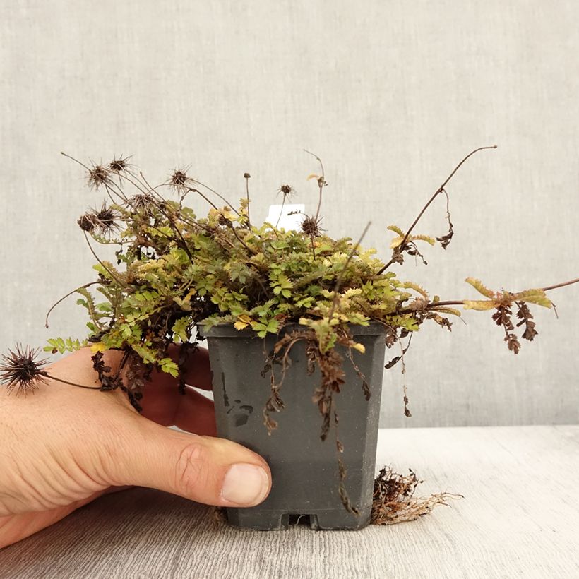 Esimerkki syksyllä toimitetusta Ruskoakeena Dichte Matte 8/9 cm taimiruukku-taimesta