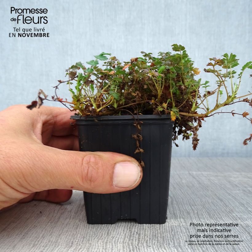 Esimerkki syksyllä toimitetusta Ruskoakeena Kupferteppich 8/9 cm taimiruukku-taimesta
