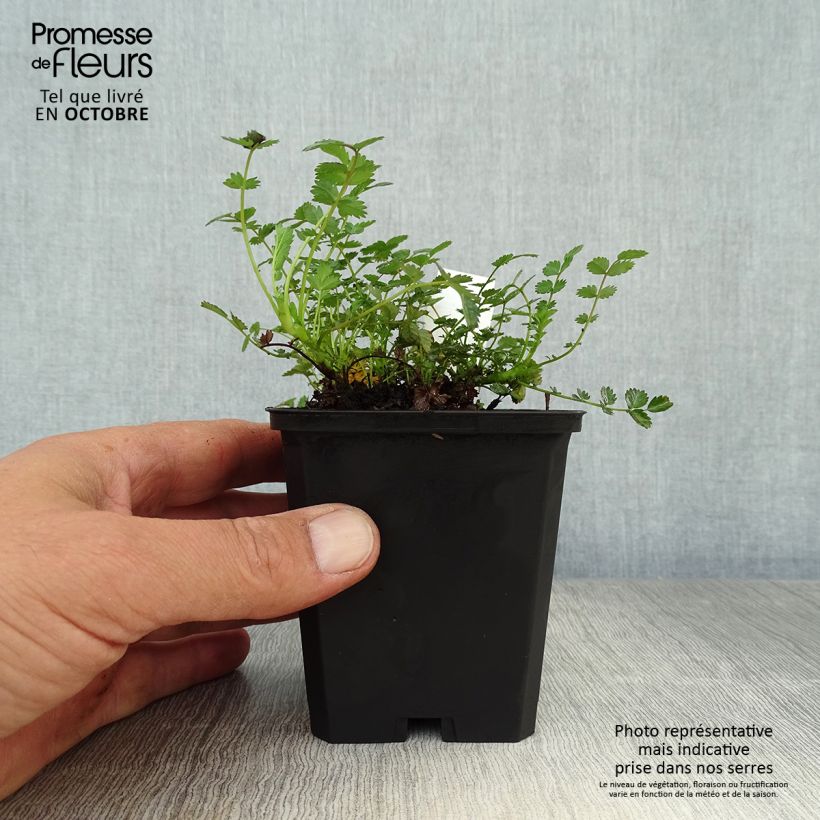 Esimerkki syksyllä toimitetusta Ruskoakeena - Acaena microphylla 8/9 cm taimiruukku-taimesta