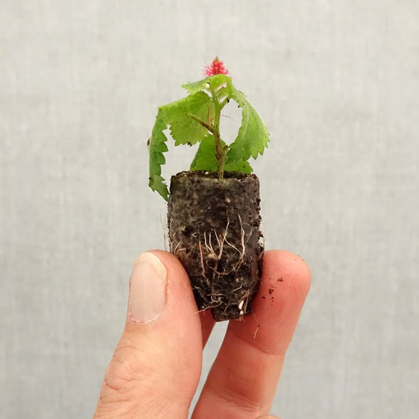 Esimerkki keväällä toimitetusta Kissanhännä Foxie Mini-motte Ø 1,5/2,5 cm-taimesta