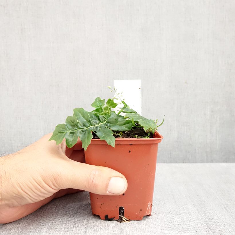Esimerkki syksyllä toimitetusta Akantti Morning Candle 8/9 cm taimiruukku-taimesta
