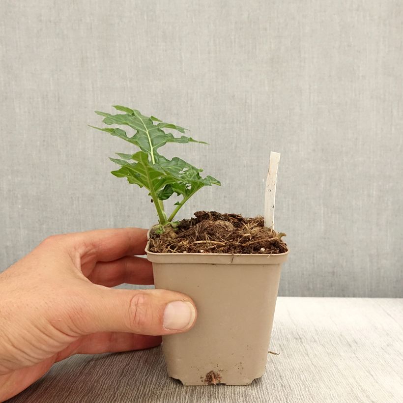 Esimerkki syksyllä toimitetusta Kreikanakantti Latifolius 8/9 cm taimiruukku-taimesta