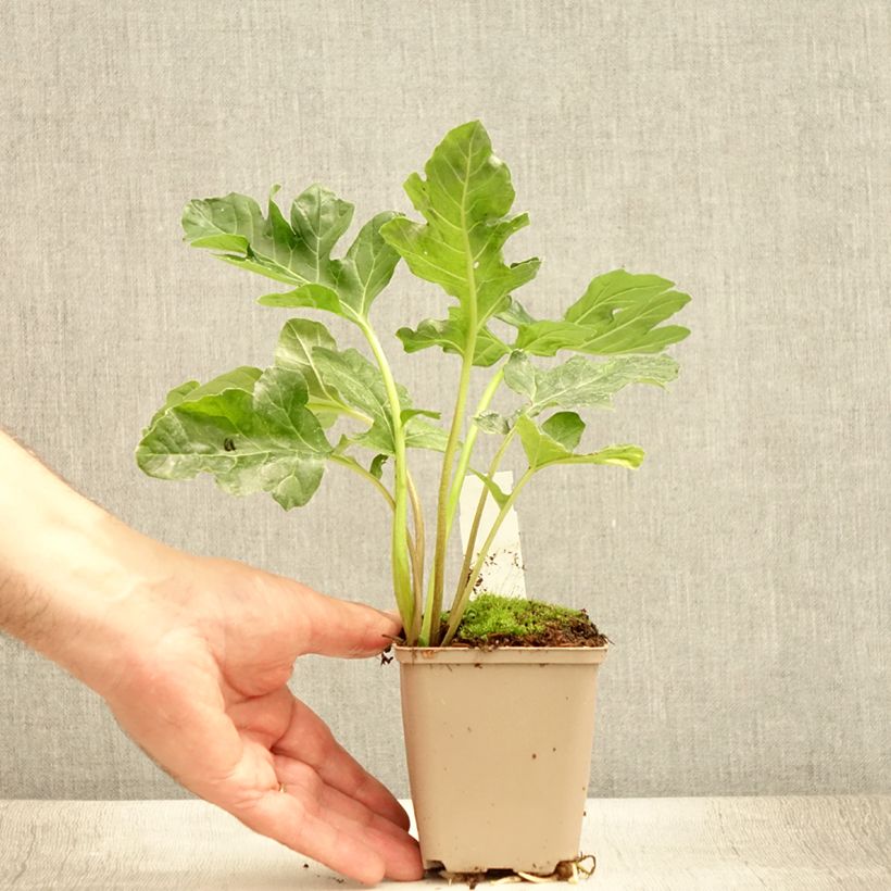 Esimerkki kesällä toimitetusta Kreikanakantti Latifolius Taimiruukku 8/9 cm-taimesta