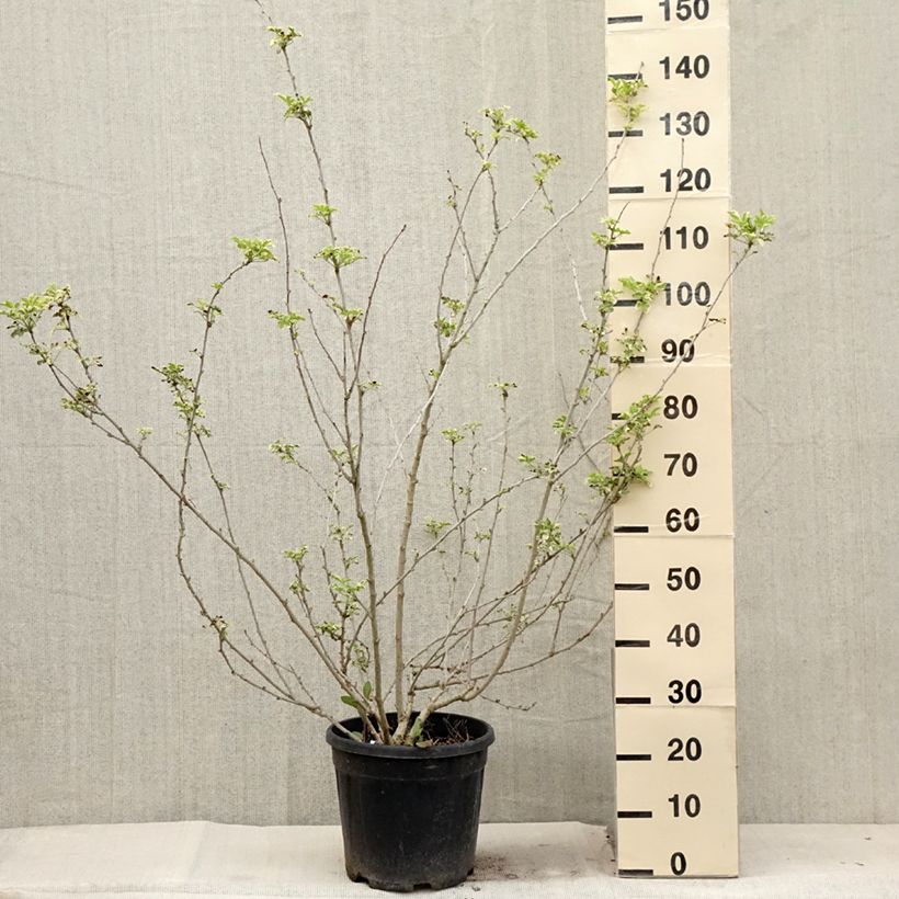 Esimerkki kesällä toimitetusta Acanthopanax sieboldii Variegatus Pot de 12L/15L-taimesta
