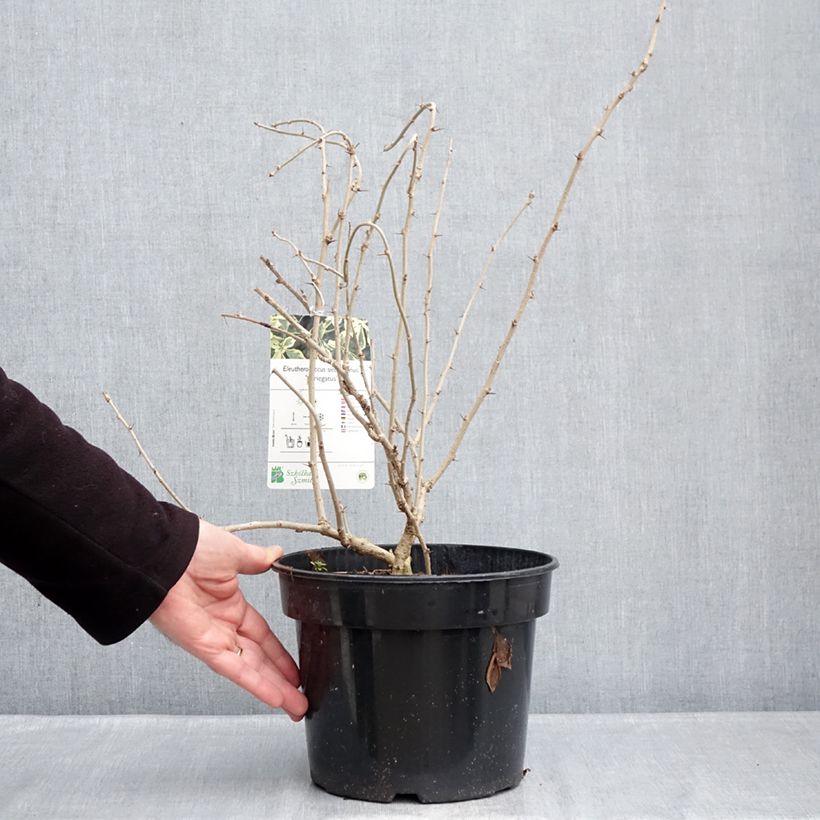 Esimerkki talvella toimitetusta Acanthopanax sieboldii Variegatus Pot de 4L/5L-taimesta