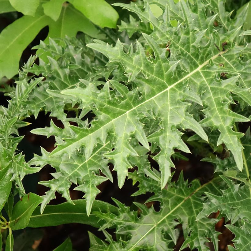 Akanti - Acanthus hirsutus subsp. syriacus (Lehvistö)