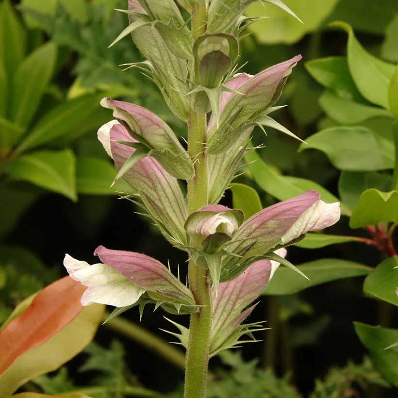 Akanti - Acanthus hirsutus subsp. syriacus (Kukinta)