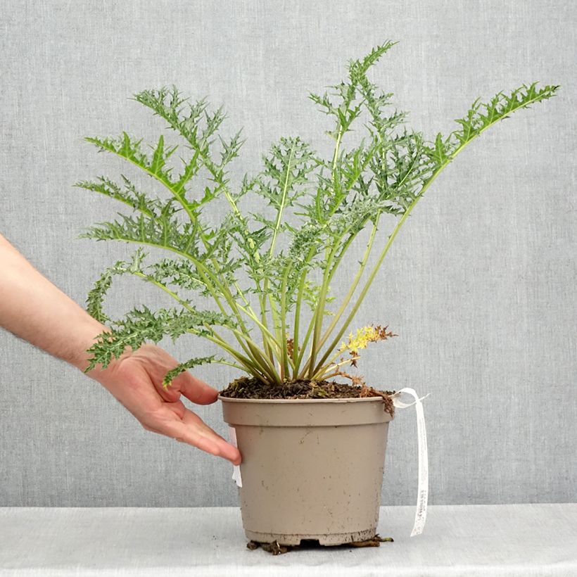 Esimerkki keväällä toimitetusta Akanti - Acanthus hirsutus subsp. syriacus Pot de 4L/5L-taimesta