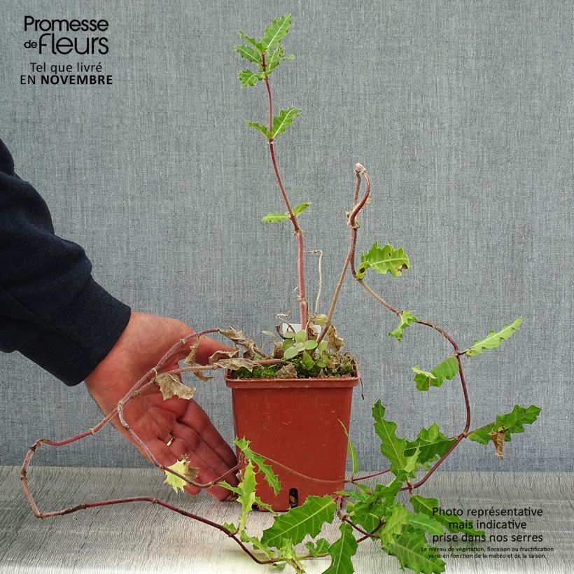 Esimerkki syksyllä toimitetusta Acanthus sennii - Acanthe Pot de 1L/1,5L-taimesta