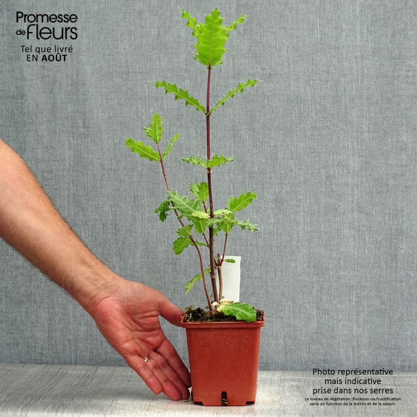 Esimerkki kesällä toimitetusta Akanti - Acanthus sennii Ruukku 1L / 1,5L-taimesta