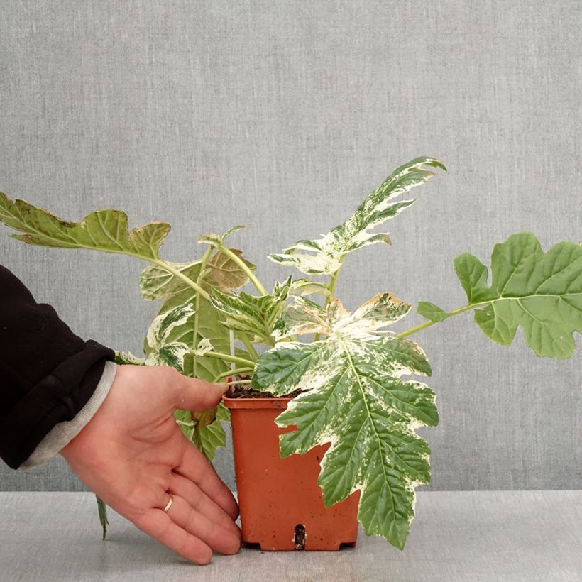 Esimerkki keväällä toimitetusta Acanthus Whitewater - Acanthe hybride panachée Pot de 1L/1,5L-taimesta