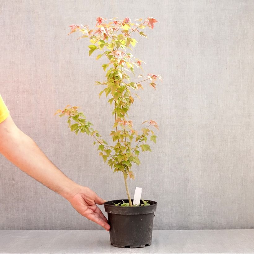 Esimerkki kesällä toimitetusta Kolmihammasvaahtera - Acer buergerianum 2 litran/3 litran ruukku-taimesta