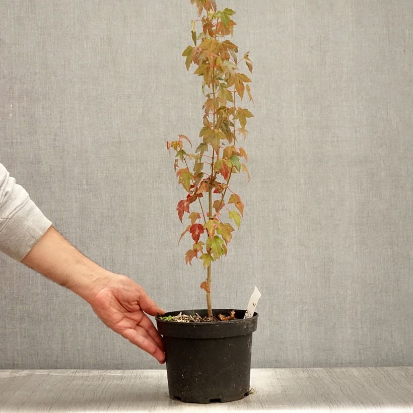 Esimerkki syksyllä toimitetusta Kolmihammasvaahtera - Acer buergerianum 2 litran/3 litran ruukku-taimesta