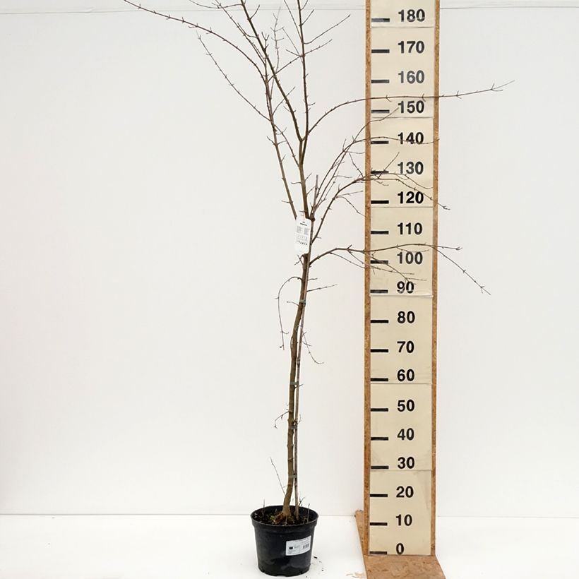 Esimerkki syksyllä toimitetusta Kolmihammasvaahtera - Acer buergerianum 4 litran/5 litran ruukku-taimesta